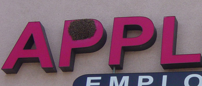 Bee Removal For Property Managers