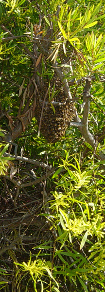 Bee Swarm In A Tree.
