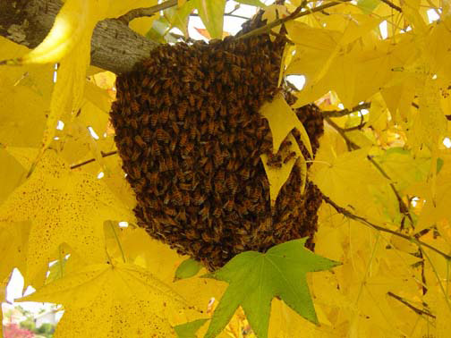 Manhattan Beach Bee Removal Guys Picture of a 
    swarm we relocated from a tree.