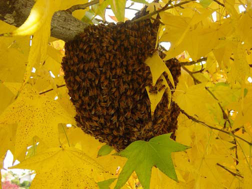 Torrance Bee Removal Guys Picture of a
swarm we relocated from a tree.
