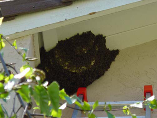 Bee Removal Rancho Palos Verdes This is a 
    picture of a hive hanging underneath an eave.