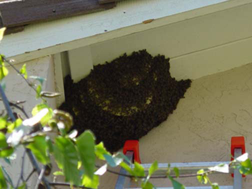 Bee Removal Torrance This is a
picture of a hive hanging underneath an eave.