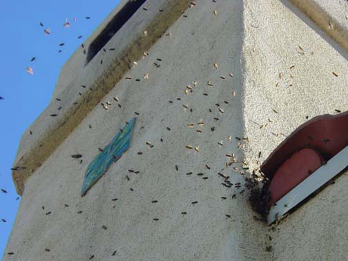 Bee Removal Rolling Hills This is 
    a picture of a swarm that is in the eave of a house.