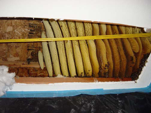 Bee Removal Torrance This is a
picture of a mature hive between the first and second story of a house.