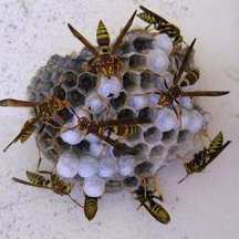 Wasp Removal Rancho Palos Verdes CA