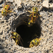 Yellow Jacket Removal Rolling Hills CA